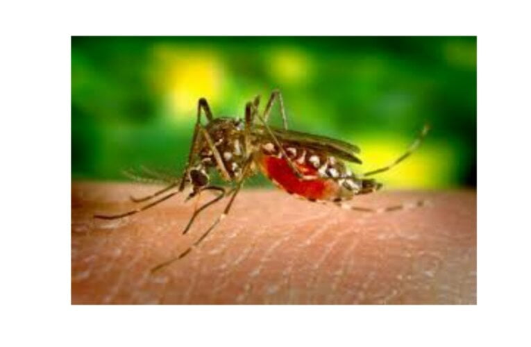 Dengue fever symptoms